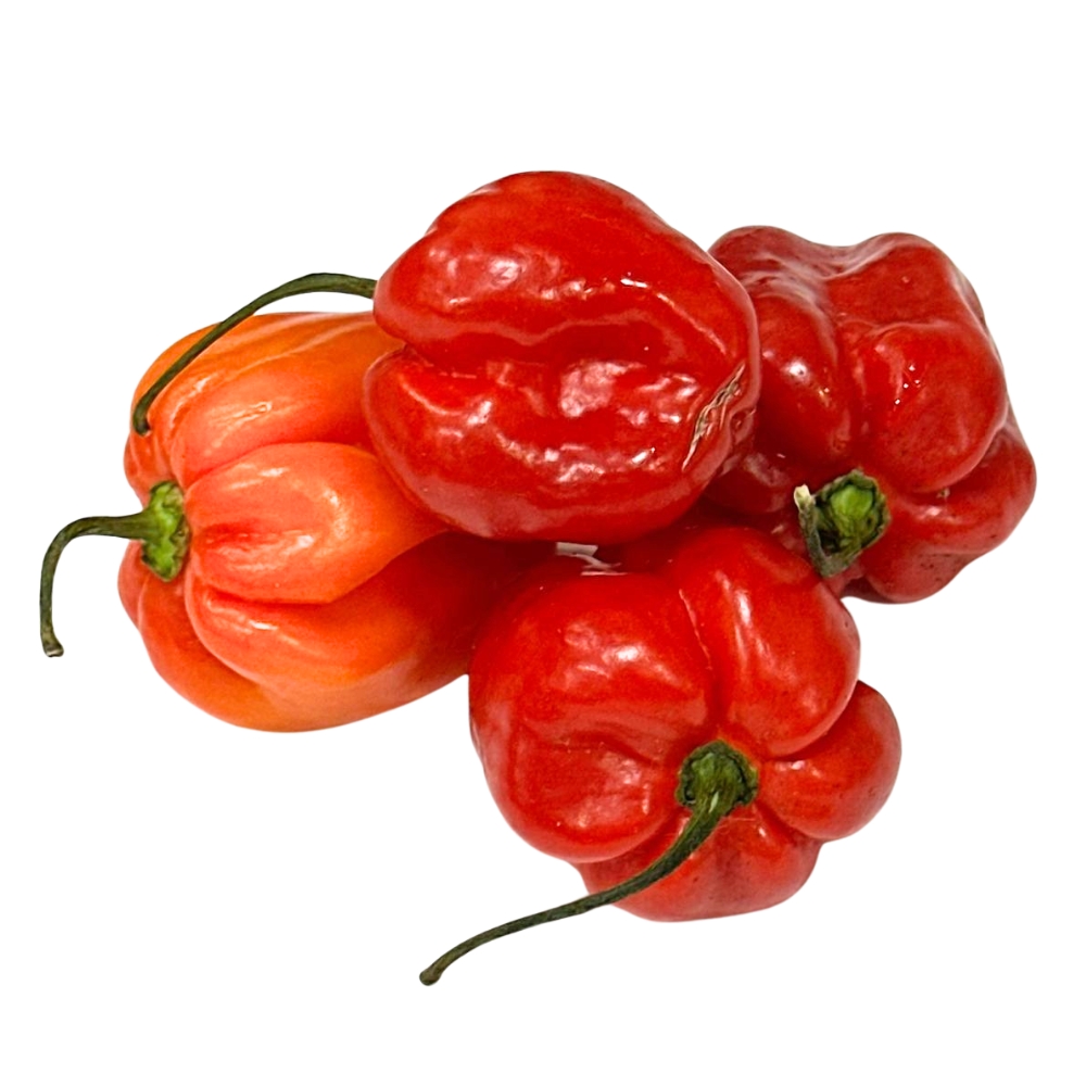 Colored Hot Habanero Peppers